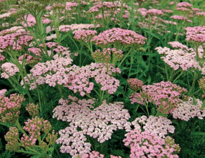 Achillea millefolium 'Rainbow Ending Blue', Achillea Millefoglio - vaso Ø 12cm quadrato