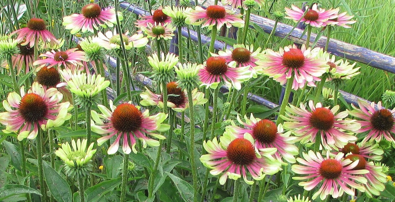 Echinacea Purpurea &#39;Green Twister&#39; - vaso Ø12 cm quadrato