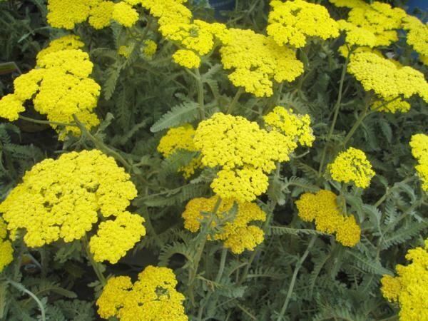 Achillea millefolium &#39;Moonshine&#39;, Achillea Millefoglio Raggio di Luna - vaso Ø10 cm quadrato