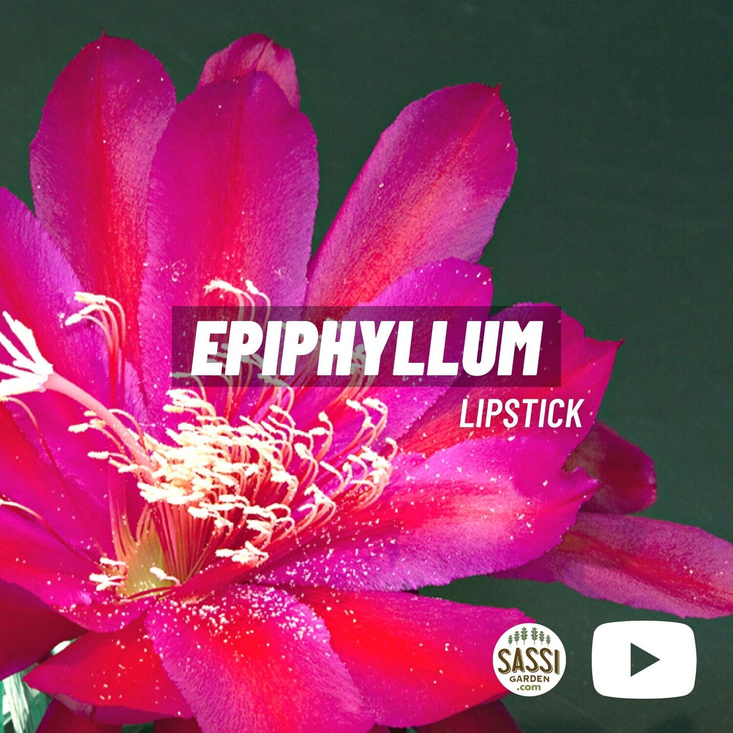 Epiphyllum ' Lipstick ' - Lingua di suocera - vaso cm 10,5 (fiore Ciliegia )