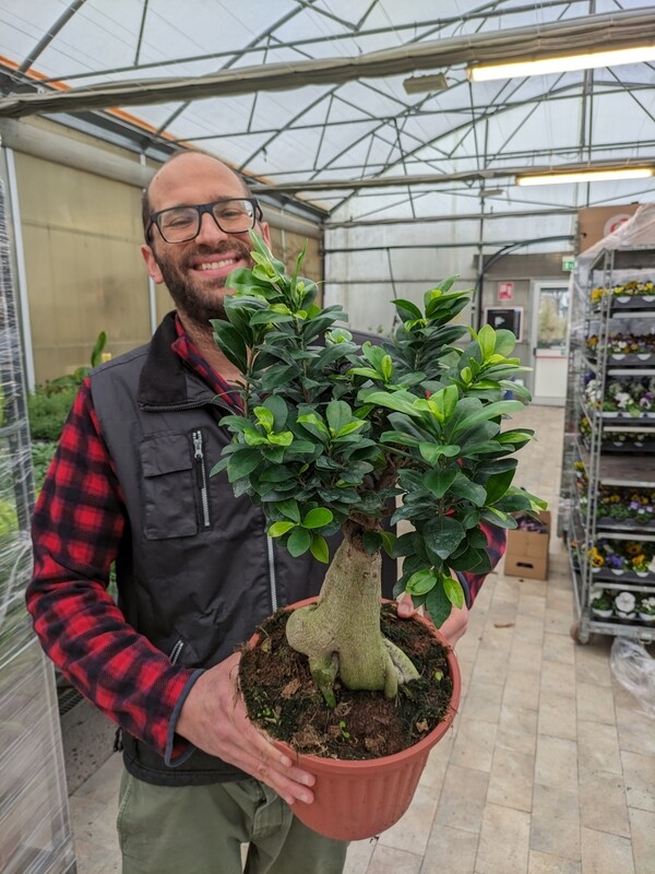 Bonsai Ficus Ginseng, Ficus microcarpa - vaso Ø22 cm