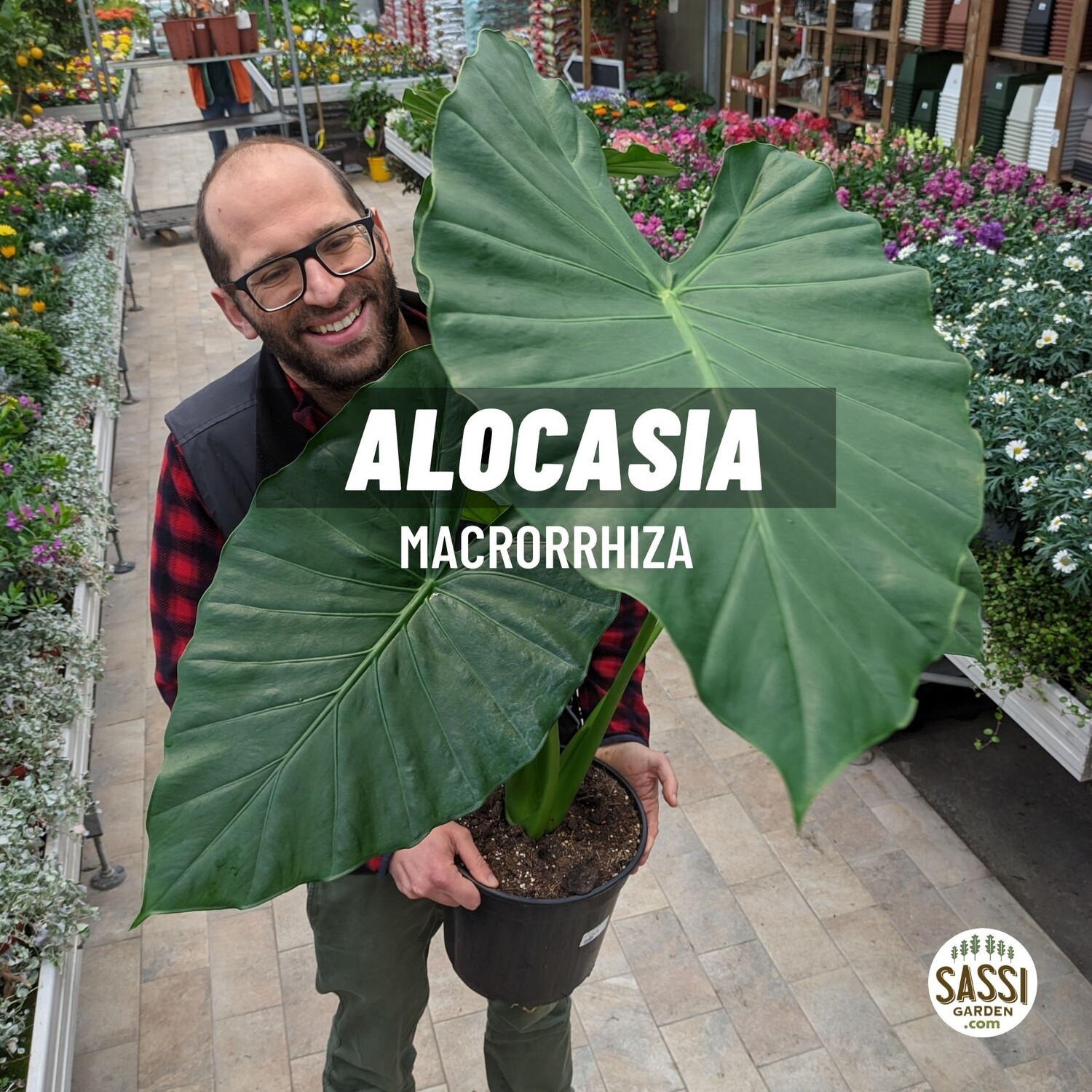 Alocasia macrorrhizos - Alocasia macrorrhiza - Orecchio di elefante - Alocasia Gigante - vaso Ø27 cm, h 100 cm
