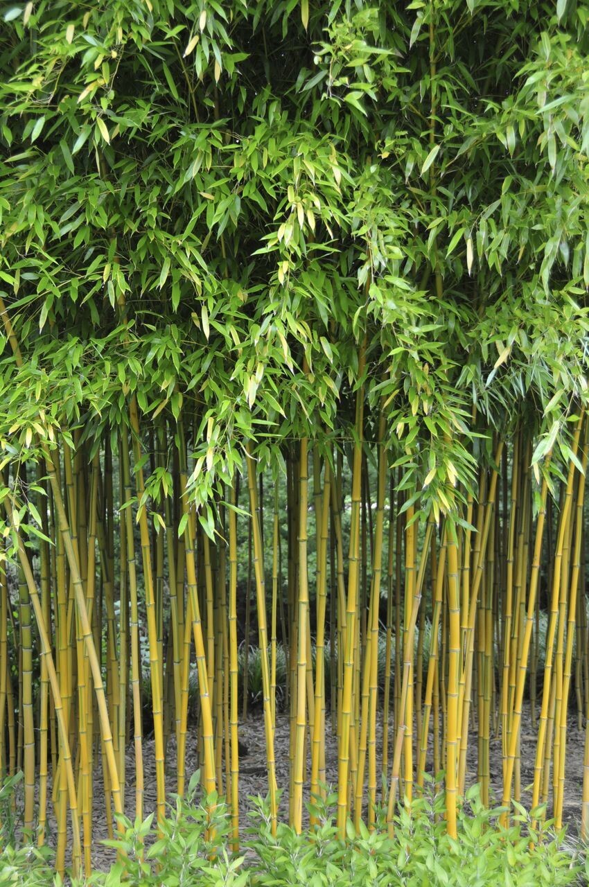 Bamboo - Bambù - Phyllostachys Aureosulcata ‘ Spectabilis ’ - vaso Ø19 cm, h 120 cm