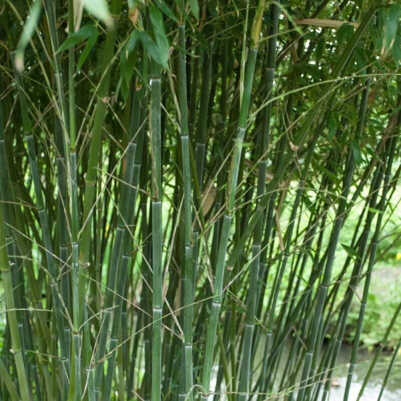Bamboo Bambù Phyllostachys Bissetti 19 h 120