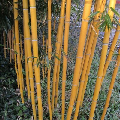 Bamboo - Bambù giallo - Phyllostachys aureosulcata - vaso Ø24 cm, h 120 cm