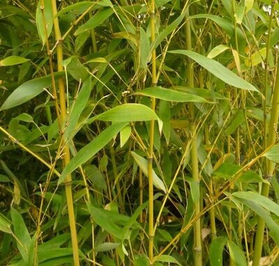 Bamboo Bambù Phyllostachys Aurea 19 h 120