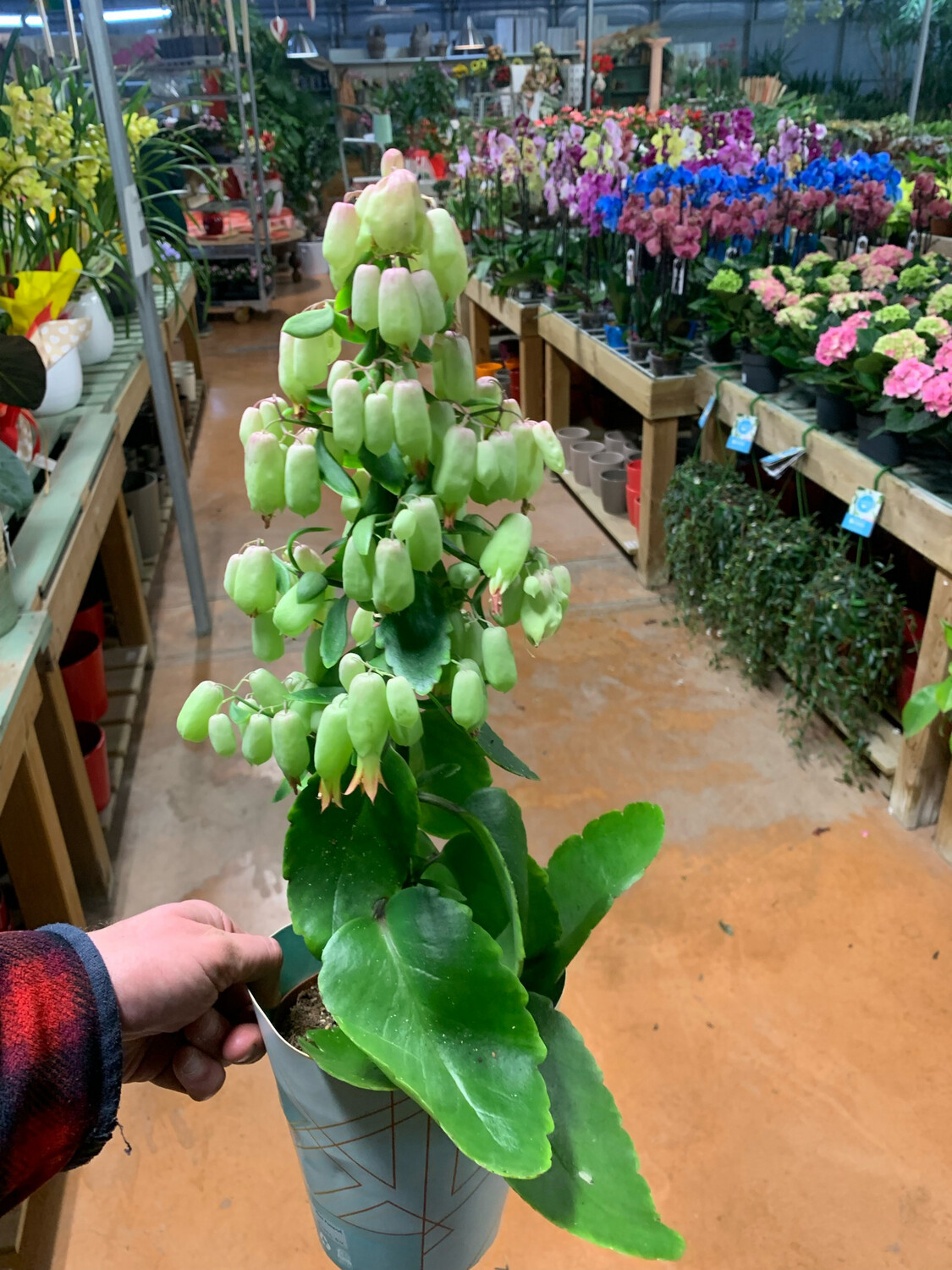 Kalanchoe manginii ‘Magic Bells’ - calancola, kalanchoe pendente, orecchini di Madagascar - vaso 13cm Kalanchoe manginii ‘Magic Bells’ - calancola, kalanchoe pendente, orecchini di Madagascar - vaso 13cm