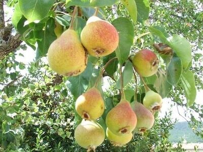 Pero Moscatello, Pyrus communis, Pera Moscatella -  vaso Ø24 cm