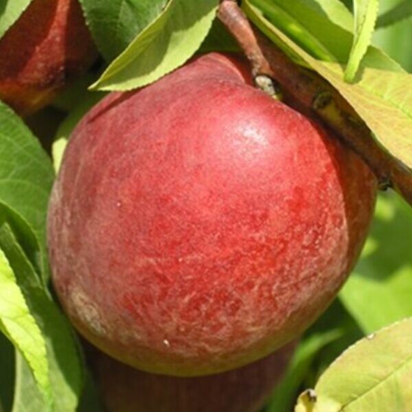 Pesco Redhaven, Prunus persica &#39;Redhaven&#39; - vaso Ø26 cm
