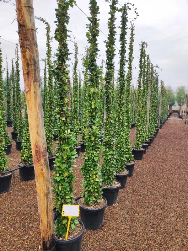 Falso Gelsomino, Trachelospermum jasminoides, Rhyncospermum jasminoides - vaso Ø 33 cm, h 250 cm
