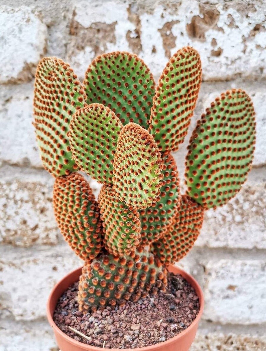 Opuntia Microdasys Rufida, Orecchie di Coniglio Rosse - vaso Ø5,5 cm