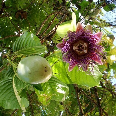 Passiflora Quadrangularis  Granadilla Gigante Frutto della Passione  v17