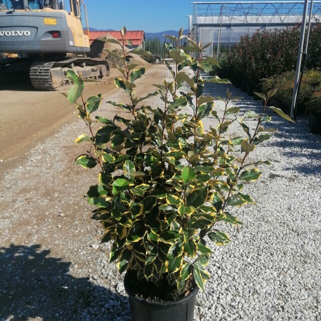 Elaeagnus ebbingei &#39; Vivileg &#39; - vaso Ø 24cm