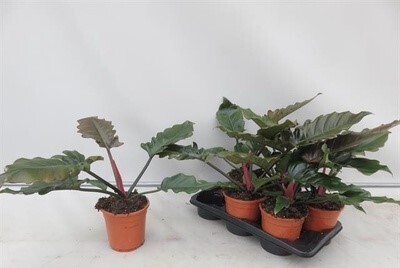 Philodendron Caramel, Filodendro - vaso Ø17 cm