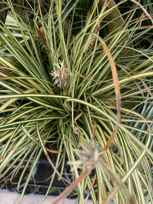 Carex oshimensis &#39;Evergold&#39; - vaso Ø17 cm