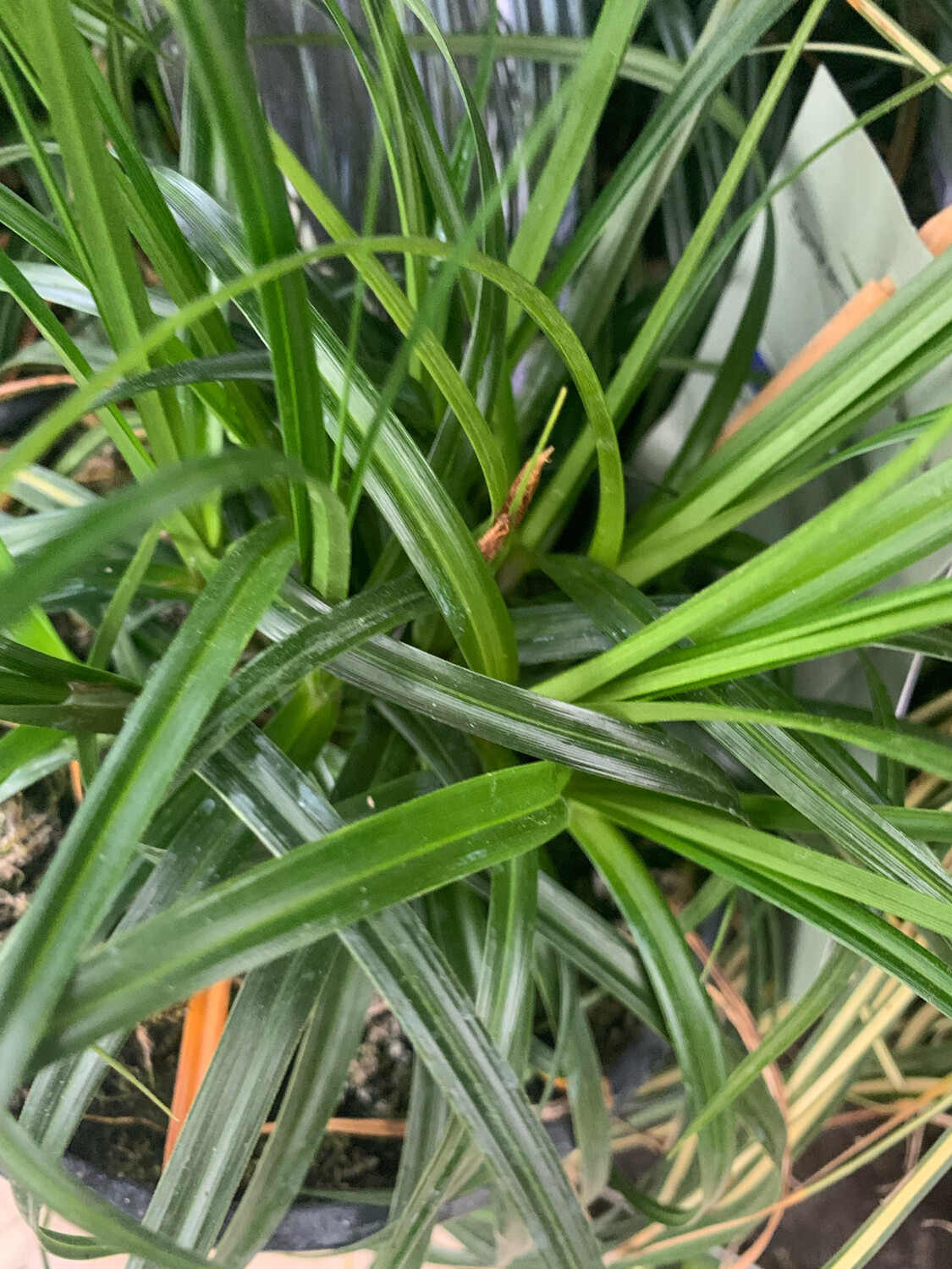 Carex oshimensis &#39;Ribbon Fall&#39; - vaso Ø17 cm