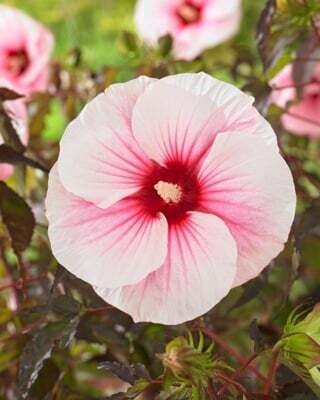 Ibisco Palustre, Hibiscus moscheutos &#39;Carousel Pink Candy&#39; - vaso Ø23cm