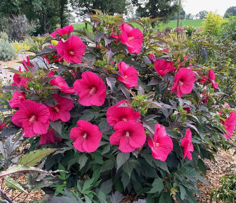 Ibisco Palustre, Hibiscus moscheutos &#39;Carousel Pink Passion&#39; - vaso Ø24 cm