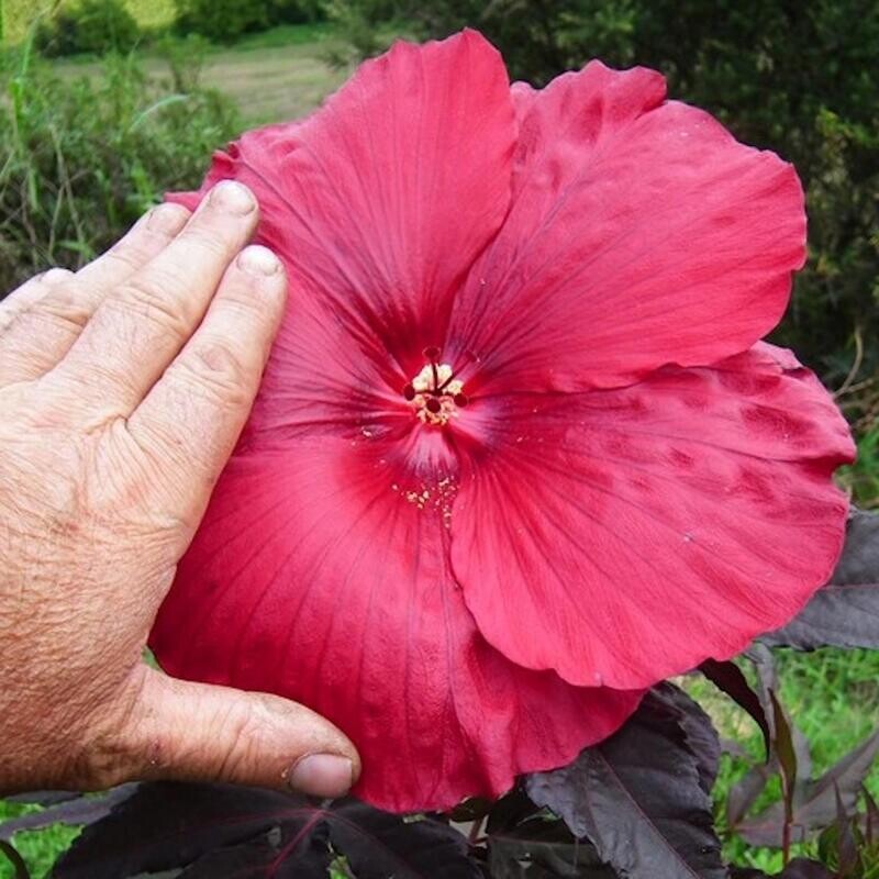 Ibisco Palustre, Hibiscus moscheutos &#39;Geant Red&#39; - vaso Ø24 cm
