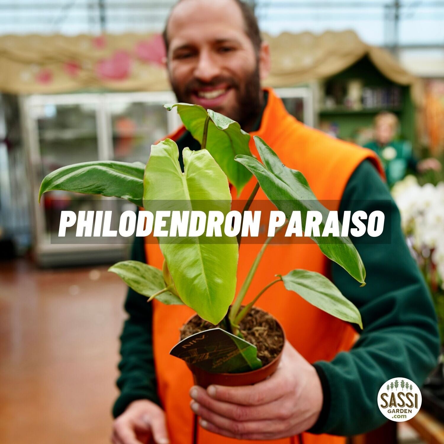 Philodendron 'Paraiso Verde', Filodendro - vaso Ø12 cm