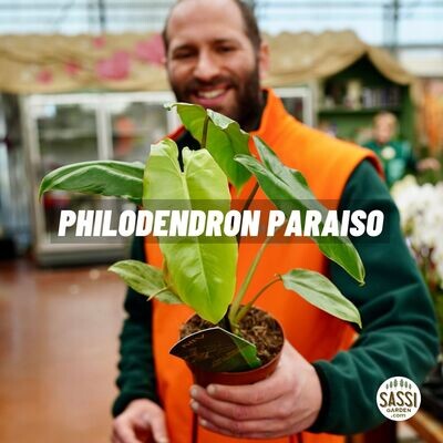 Philodendron 'Paraiso Verde' - Filodendro -  vaso 12