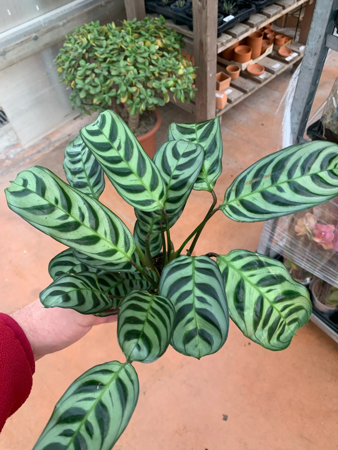 Maranta Leuconeura &quot; Amabilis &quot;vaso 12 cm