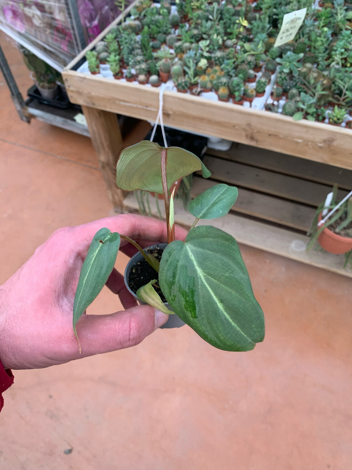 Philodendron Gloriosum, Filodendro - vaso Ø10 cm