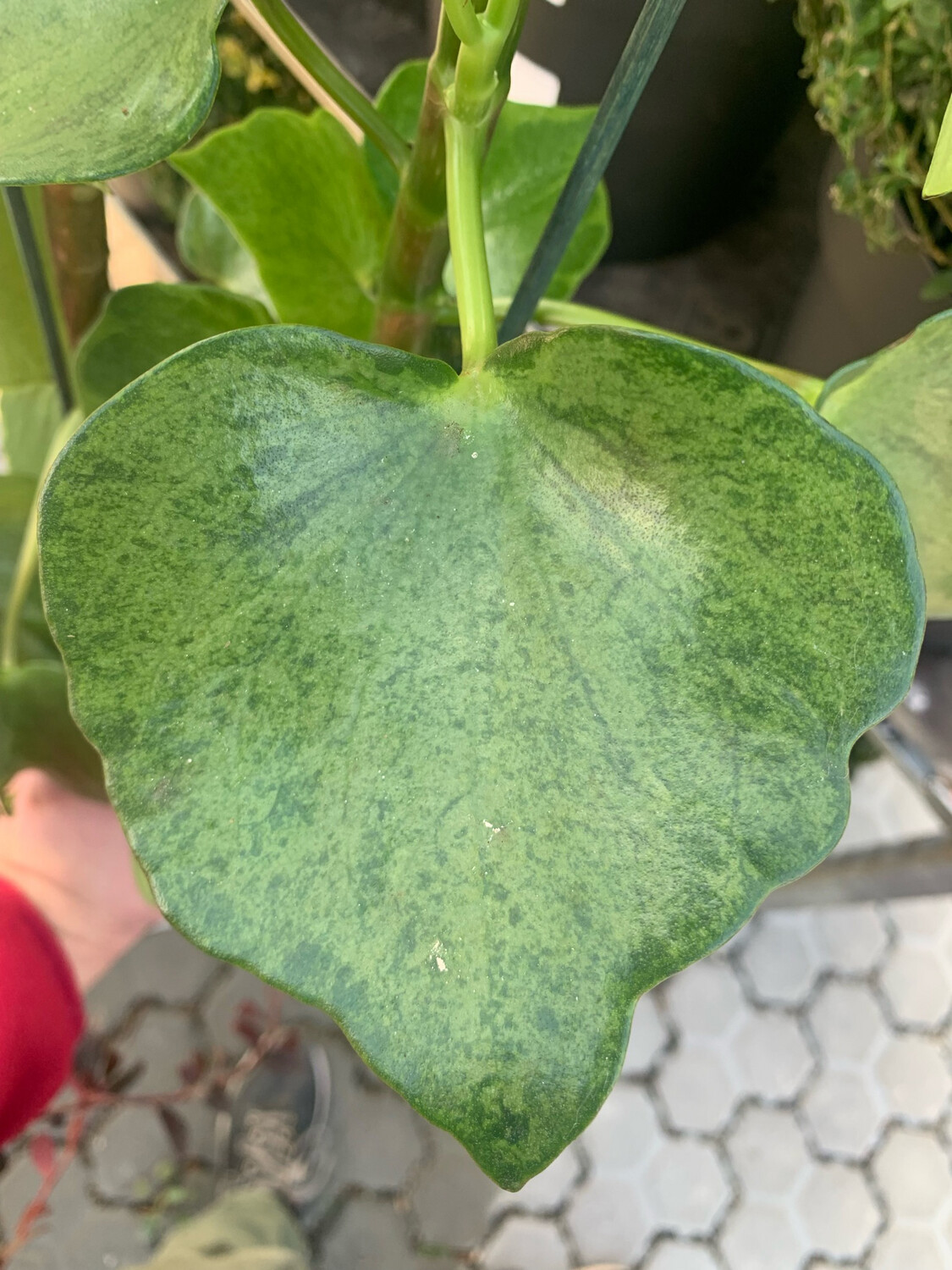 Peperomia polybotrya 'Raindrop Variegata' - vaso Ø14 cm