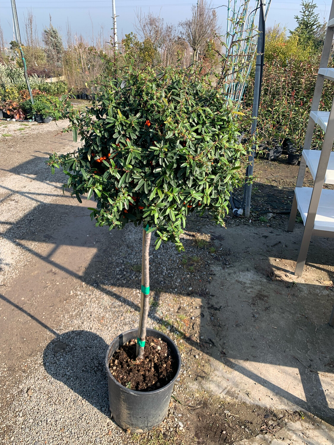 Caprifoglio Del Giappone, Lonicera Japonica Chinensis - 4