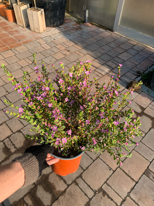 Boronia Crenulata - vaso 25