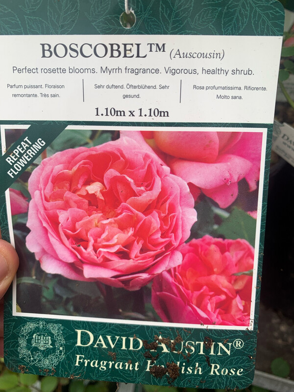 ROSE INGLESI PROFUMATE DAVID AUSTIN VASO 17 cm Boscobel