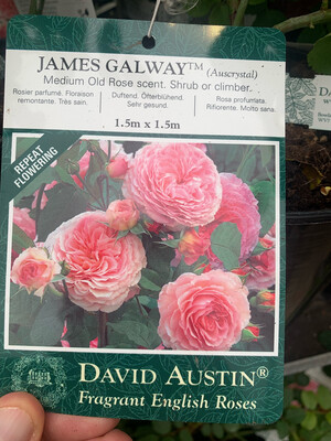 ROSE INGLESI PROFUMATE DAVID AUSTIN VASO 17 cm James Galway