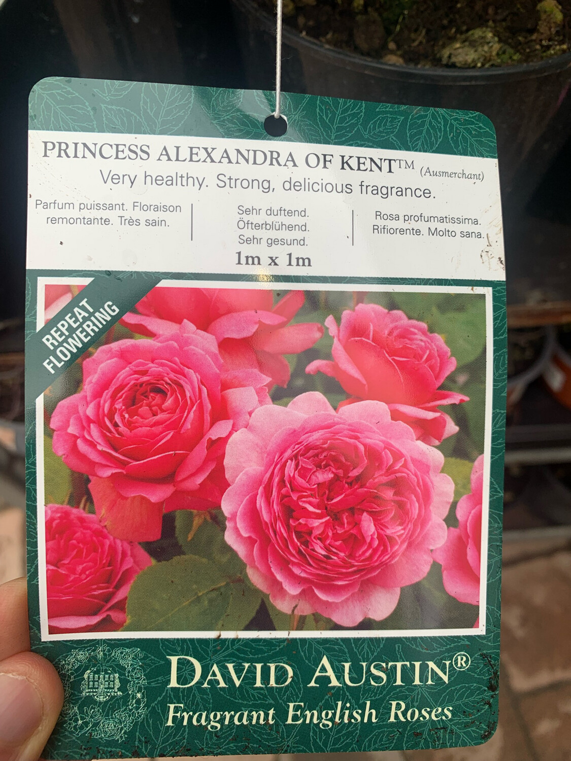 Rosa inglese profumata DAVID AUSTIN 'Princess Alexandra of Kent' - vaso Ø17 cm