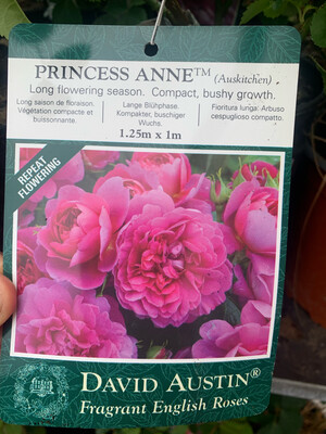 ROSE INGLESI PROFUMATE DAVID AUSTIN VASO 17 cm Princess Anne