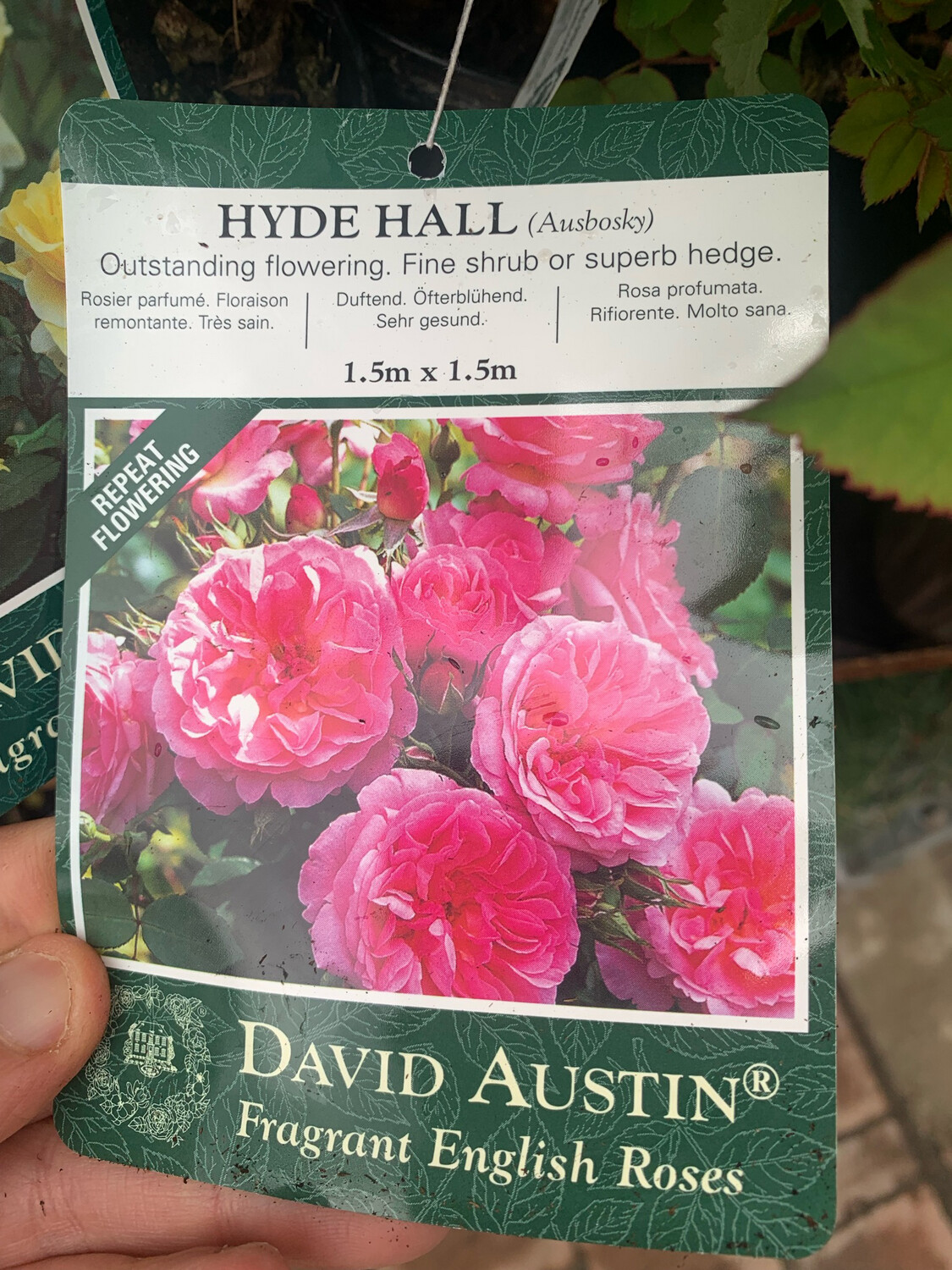 ROSE INGLESI PROFUMATE DAVID AUSTIN VASO 17 cm Hyde Hall