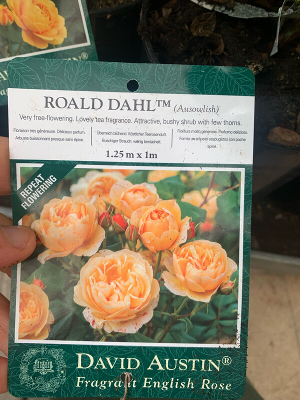 ROSE INGLESI PROFUMATE DAVID AUSTIN VASO 17 cm Roald Dahl