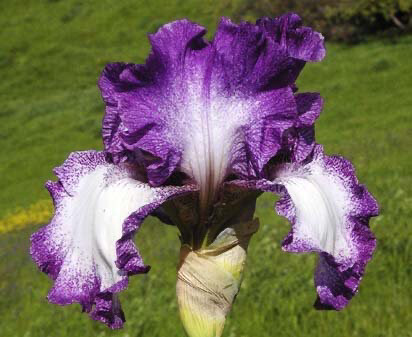Iris Germanica " Mariposa Autumn " - v17
