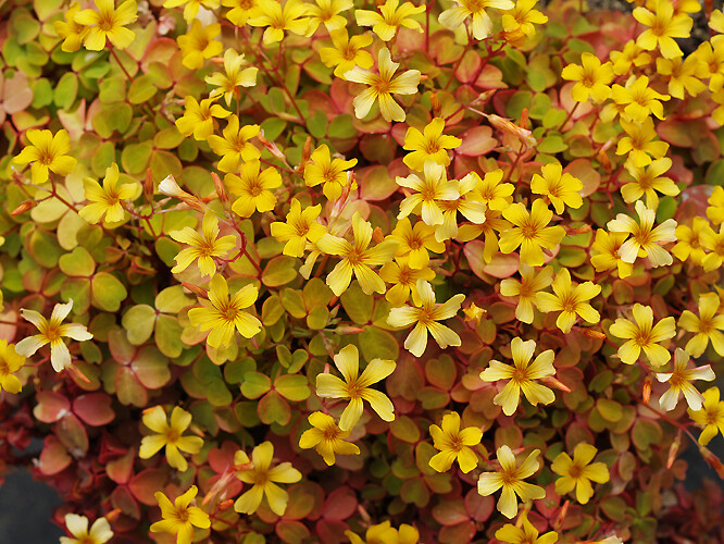 Oxalis spiralis ssp. vulcanicola &#39;Sunset Velvet&#39; - vaso Ø10 cm