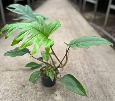 Philodendron mayoi - Filodendro - vaso 12 h 35/40