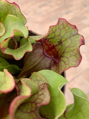 Sarracenia purpurea ssp. venosa - Sarracenia carnivora - vaso 12 cm