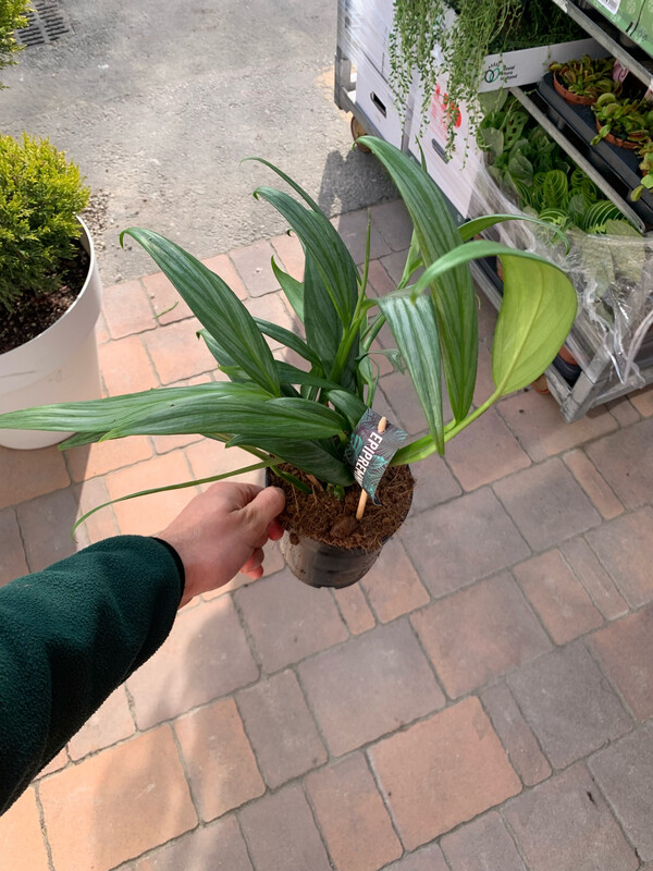 Epipremnum pinnatum, Potus, Potos, Pothos, Photus - vaso Ø14 cm