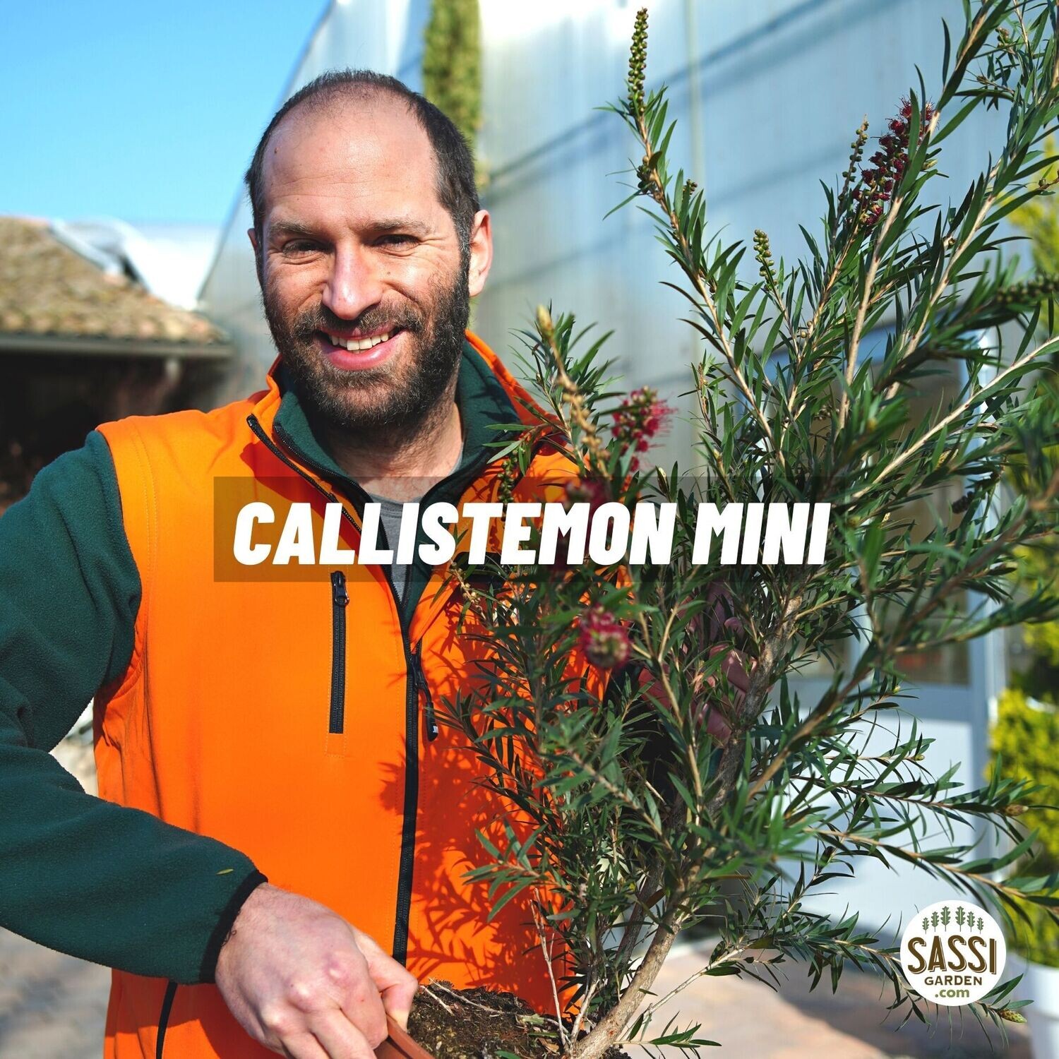 Callistemon citrinus 'Mini' - vaso Ø24 cm