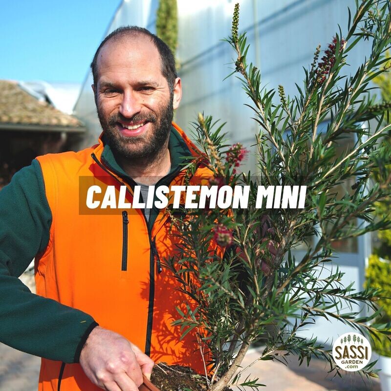 Callistemon citrinus 'Mini' - vaso Ø24 cm