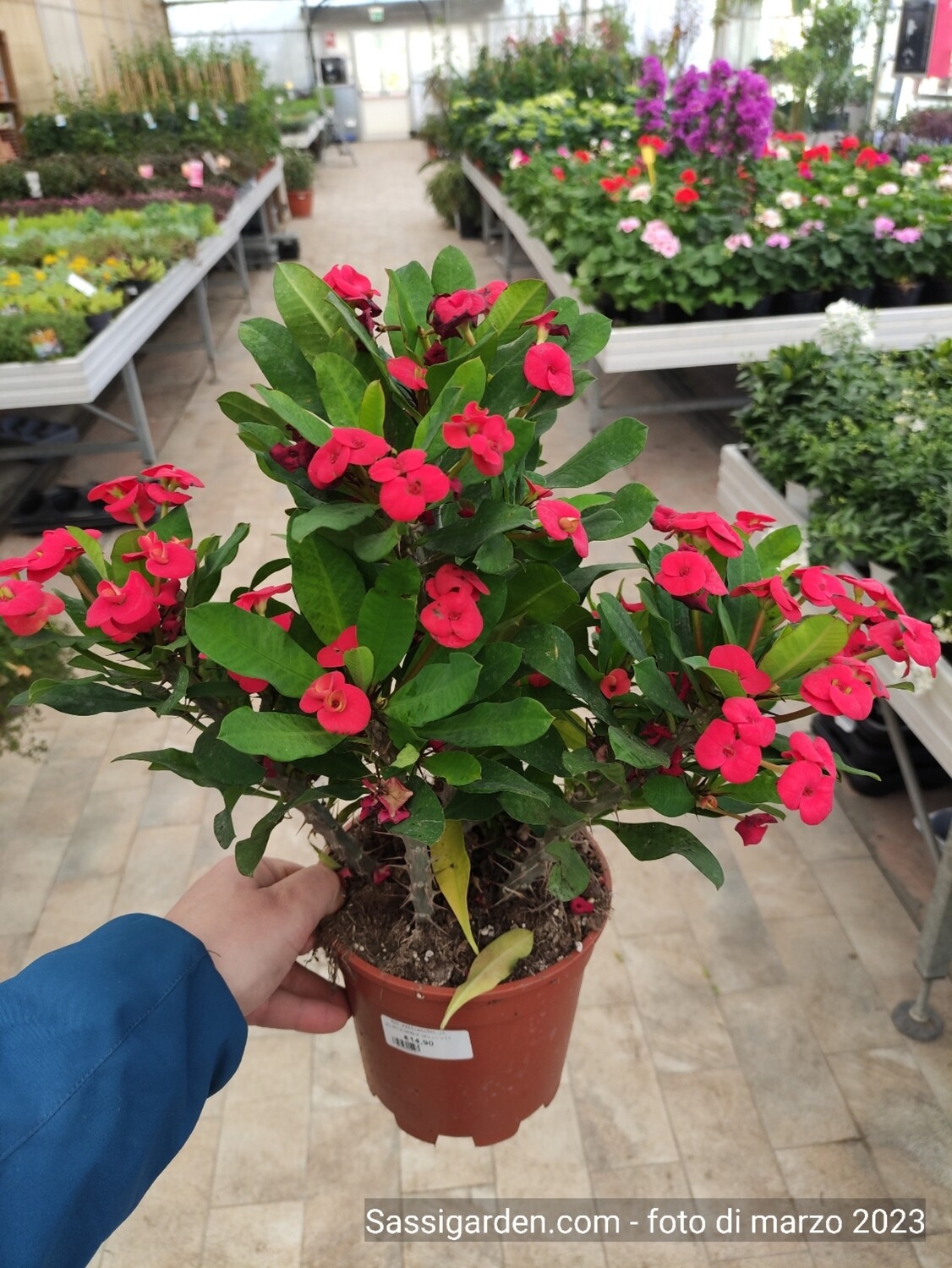 Euphorbia Milli Spina Christi v17 rossa