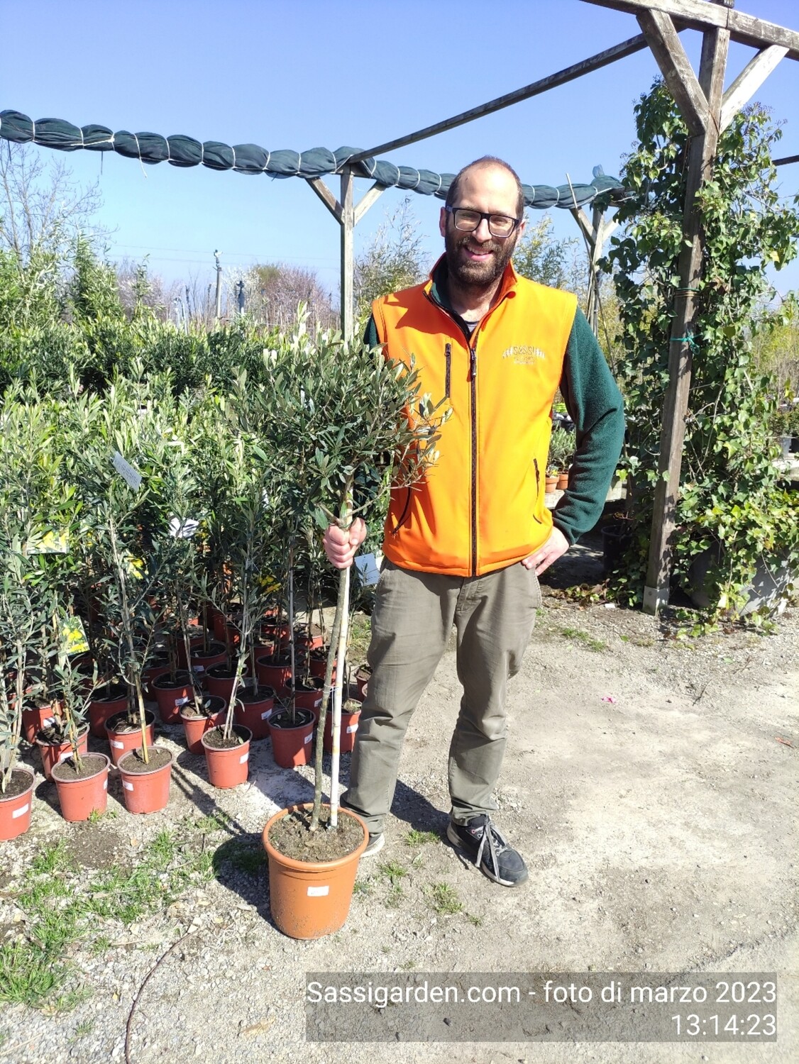 Ulivo Leccino alberello - Olivo-Olea europaea var. Leccino - vaso 25 cm h 120 cm