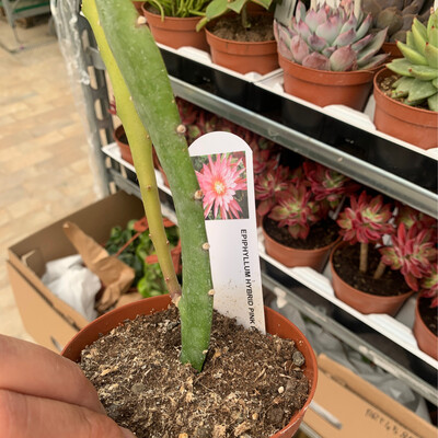Lingua di suocera, Epiphyllum &#39;Pink Plumes&#39; (fiore rosa bianco) - vaso cm Ø10,5