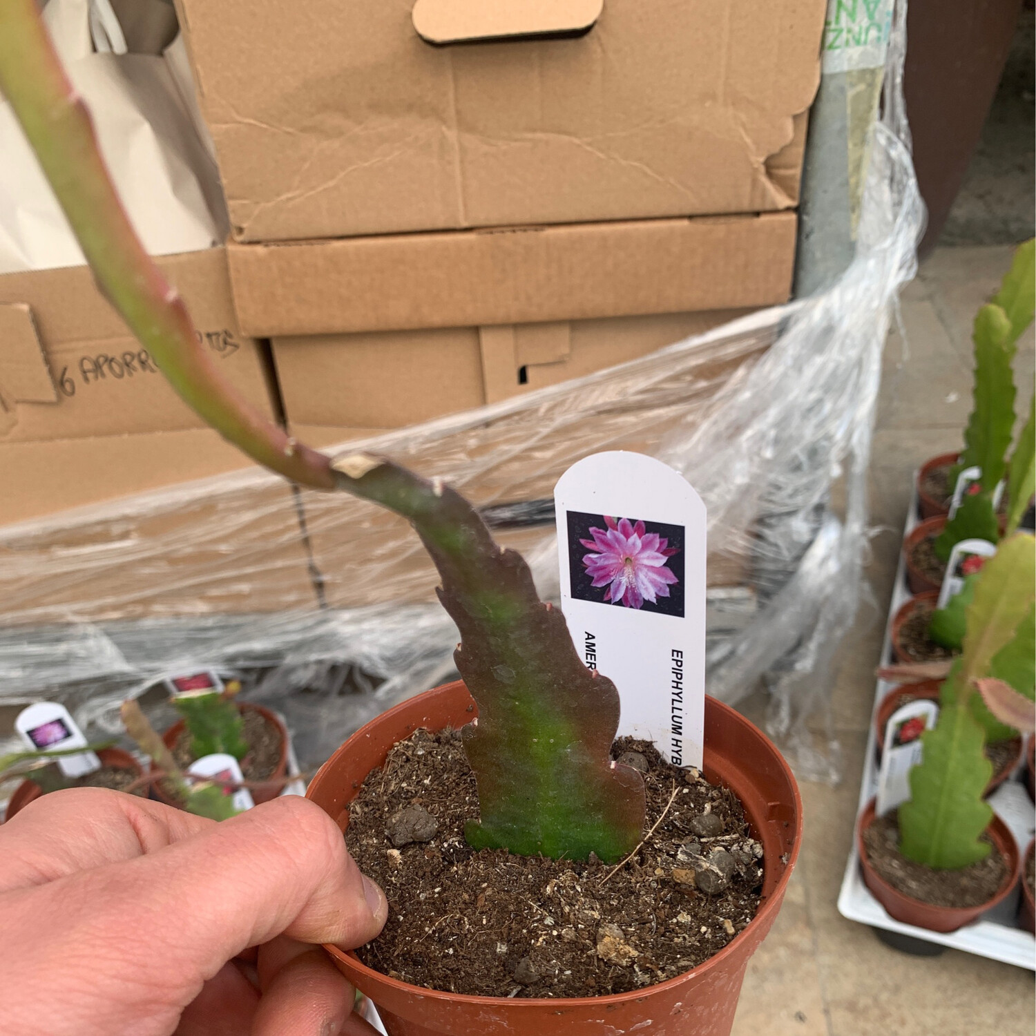 Lingua di suocera, Epiphyllum &#39;Daisy Dean&#39; (fiore rosa/lilla) - vaso Ø10,5 cm