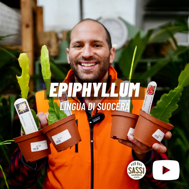 Lingua di suocera, Epiphyllum 'South of Border' - vaso cm 10,5 (Fiore arancio variegato giallo ) Lingua di suocera, Epiphyllum 'South of Border' - vaso cm 10,5 (Fiore arancio variegato giallo )