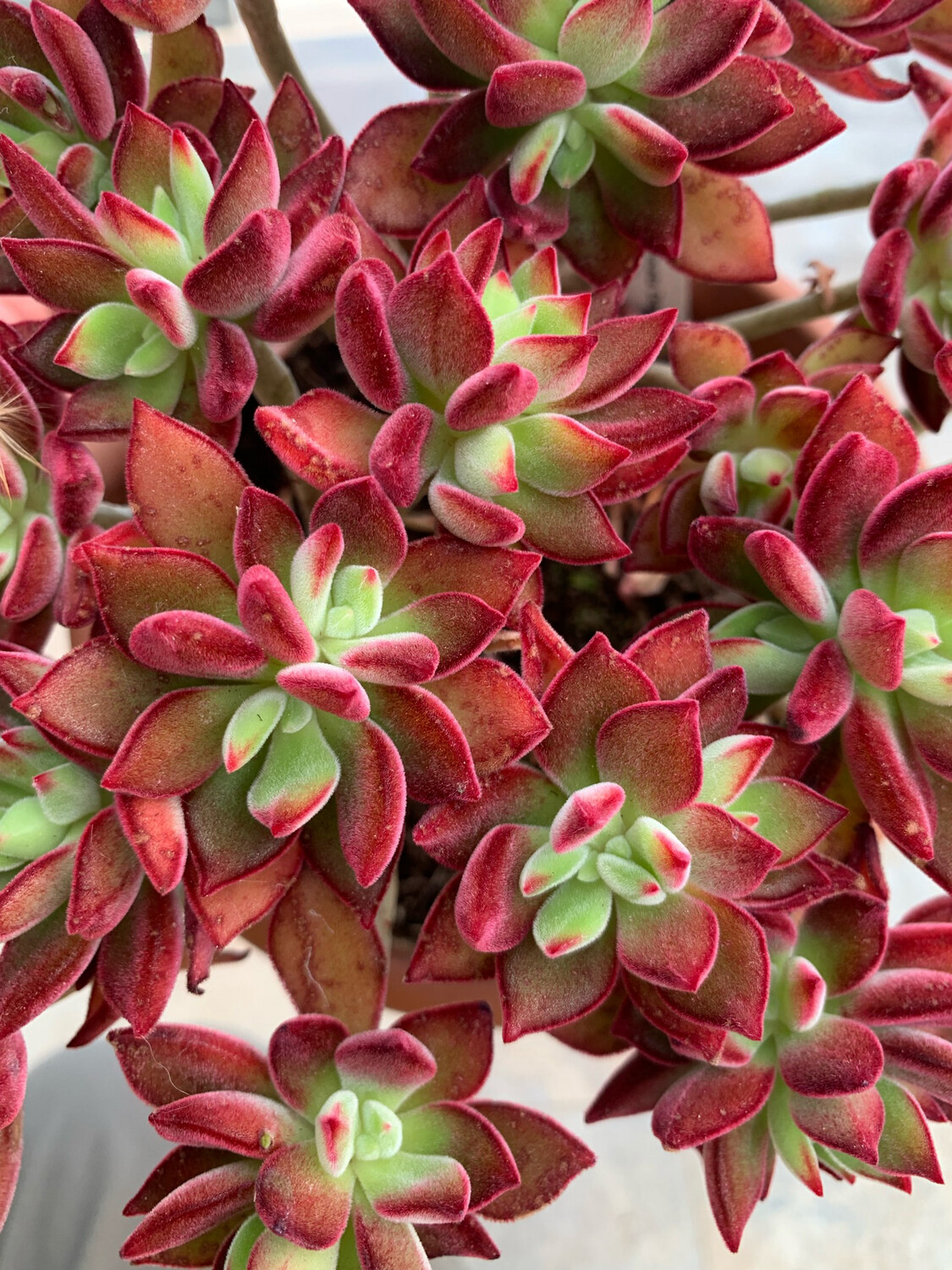 Echeveria spp. &#39;Pulvinata Devotion&#39; - vaso Ø18 cm