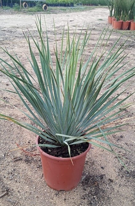Yucca Rostrata - vaso Ø24 cm